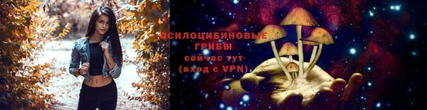 прущие грибы Абинск